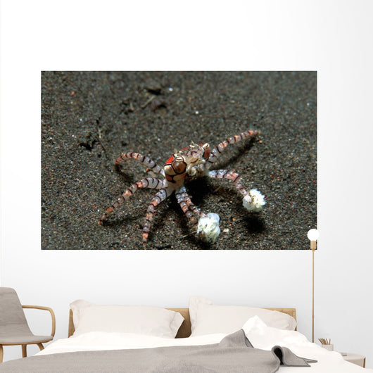 Tiny Boxer Crab Lybia Wall Decal Design 1