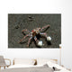 Tiny Boxer Crab Lybia Wall Decal Design 1