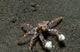 Tiny Boxer Crab Lybia Wall Decal Design 1