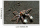 Tiny Boxer Crab Lybia Wall Decal Design 1