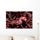 Pygmy Seahorse Hippocampus Bargibanti Wall Decal