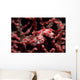 Pygmy Seahorse Hippocampus Bargibanti Wall Decal