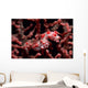 Pygmy Seahorse Hippocampus Bargibanti Wall Decal