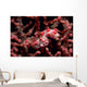Pygmy Seahorse Hippocampus Bargibanti Wall Decal