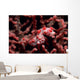 Pygmy Seahorse Hippocampus Bargibanti Wall Decal