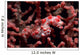 Pygmy Seahorse Hippocampus Bargibanti Wall Decal