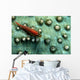 Goby Coral Tulamben Bali Wall Decal