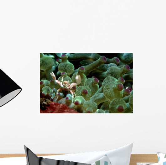 Anemone Crab Tulamben Bali Wall Decal