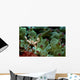 Anemone Crab Tulamben Bali Wall Decal