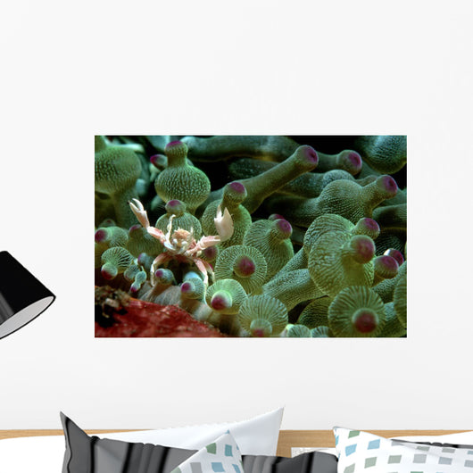 Anemone Crab Tulamben Bali Wall Decal