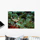 Anemone Crab Tulamben Bali Wall Decal