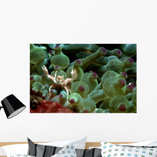Anemone Crab Tulamben Bali Wall Decal