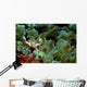 Anemone Crab Tulamben Bali Wall Decal