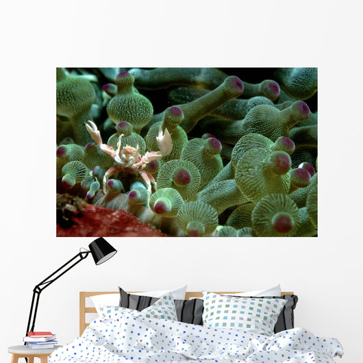Anemone Crab Tulamben Bali Wall Decal