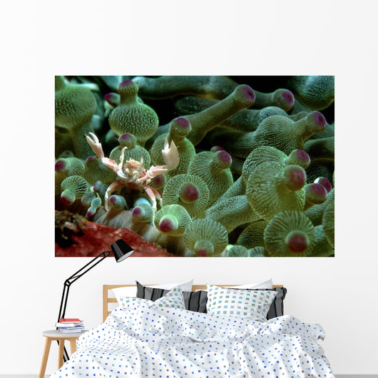 Anemone Crab Tulamben Bali Wall Decal