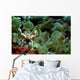 Anemone Crab Tulamben Bali Wall Decal