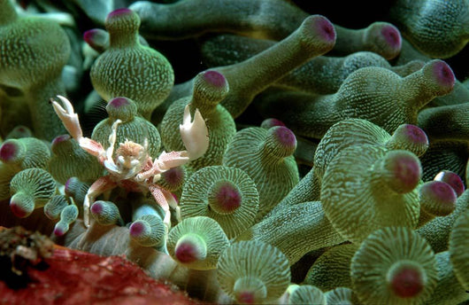 Anemone Crab Tulamben Bali Wall Decal