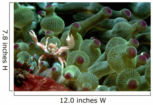 Anemone Crab Tulamben Bali Wall Decal