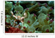 Anemone Crab Tulamben Bali Wall Decal