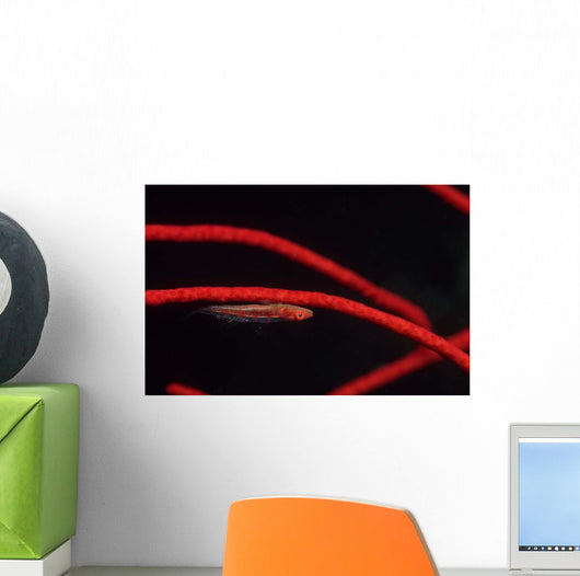 Goby Red Coral Tulamben Wall Decal