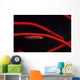 Goby Red Coral Tulamben Wall Decal