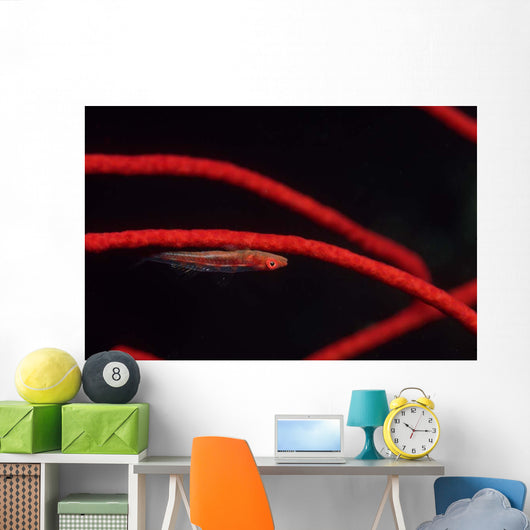 Goby Red Coral Tulamben Wall Decal