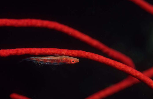 Goby Red Coral Tulamben Wall Decal