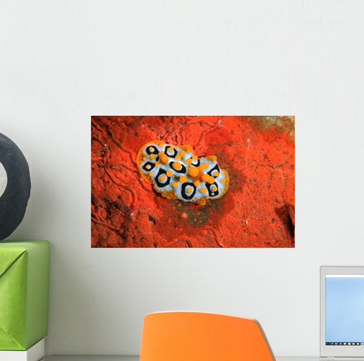 Nudibranch Chromodoris Sp Wall Decal Design 2