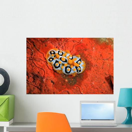 Nudibranch Chromodoris Sp Wall Decal Design 2