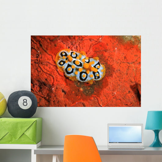 Nudibranch Chromodoris Sp Wall Decal Design 2