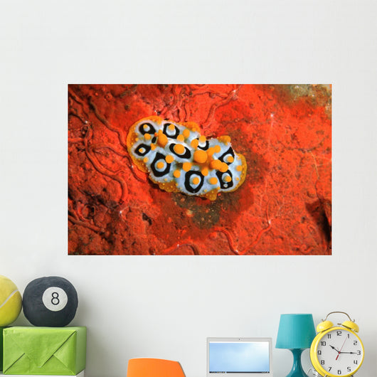 Nudibranch Chromodoris Sp Wall Decal Design 2