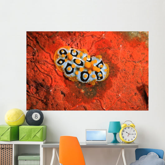Nudibranch Chromodoris Sp Wall Decal Design 2