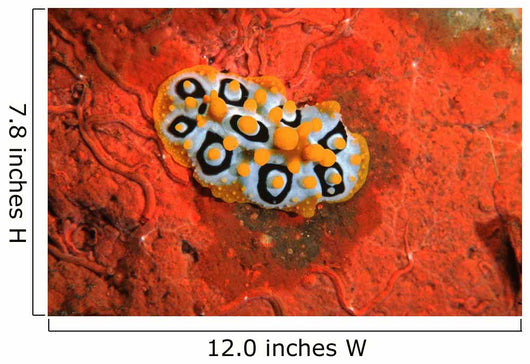 Nudibranch Chromodoris Sp Wall Decal Design 2