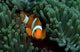 Clownfish Anemone Tulamben Bali Wall Decal