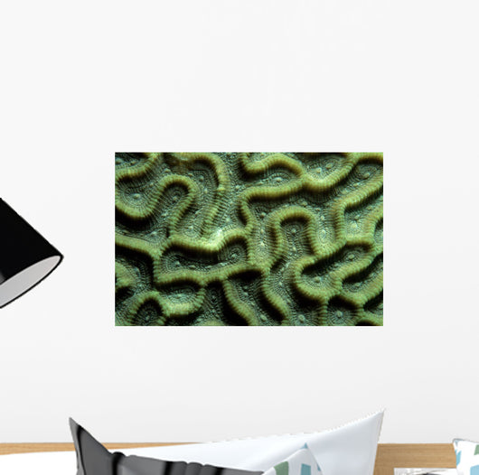 Coral Pattern Tulamben Bali Wall Decal