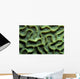 Coral Pattern Tulamben Bali Wall Decal