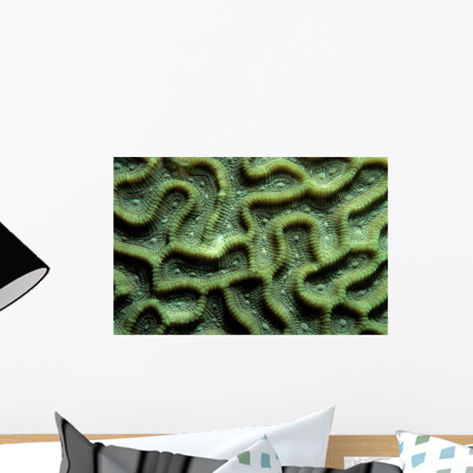 Coral Pattern Tulamben Bali Wall Decal