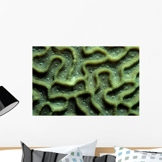 Coral Pattern Tulamben Bali Wall Decal