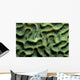 Coral Pattern Tulamben Bali Wall Decal