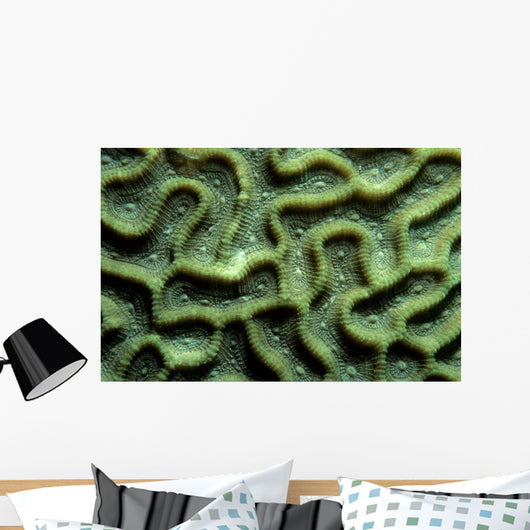 Coral Pattern Tulamben Bali Wall Decal