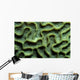 Coral Pattern Tulamben Bali Wall Decal