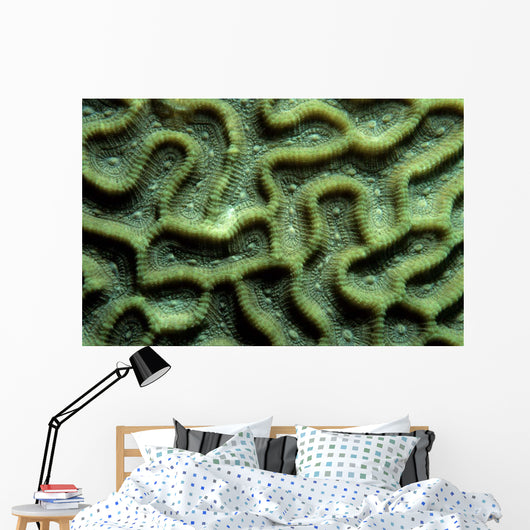 Coral Pattern Tulamben Bali Wall Decal