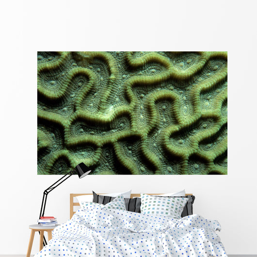 Coral Pattern Tulamben Bali Wall Decal