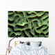 Coral Pattern Tulamben Bali Wall Decal