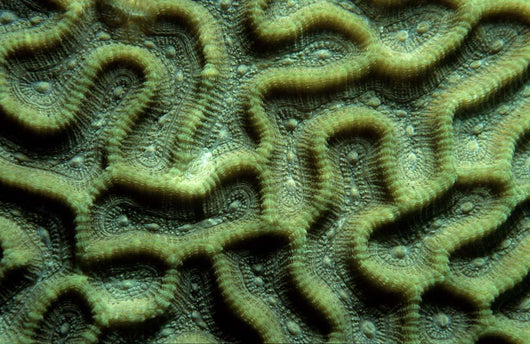 Coral Pattern Tulamben Bali Wall Decal