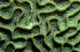 Coral Pattern Tulamben Bali Wall Decal