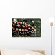 Nudibranch Tulamben Bali Indonesia Wall Decal