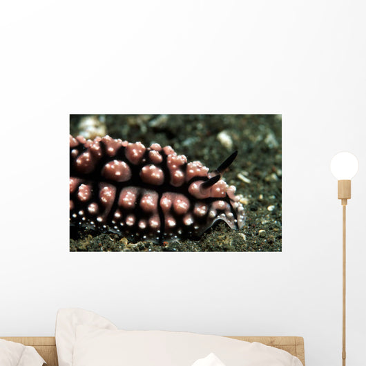 Nudibranch Tulamben Bali Indonesia Wall Decal
