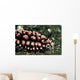 Nudibranch Tulamben Bali Indonesia Wall Decal