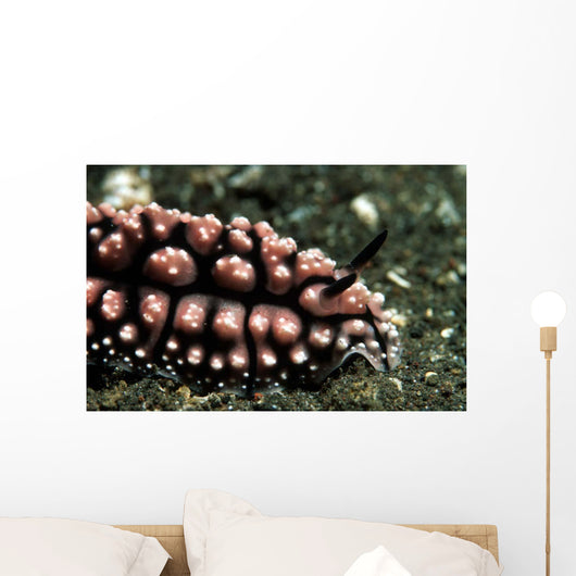 Nudibranch Tulamben Bali Indonesia Wall Decal